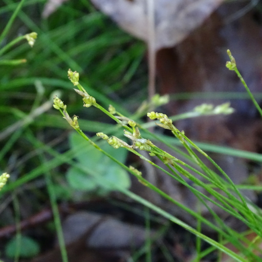 Carex Eburnea