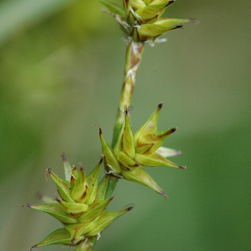 Carex Echinata