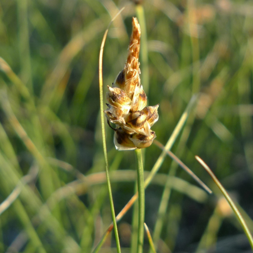 Carex Filifolia