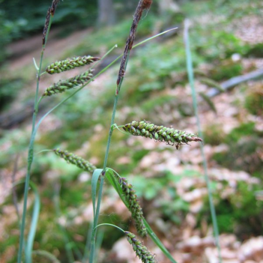 Carex Flacca