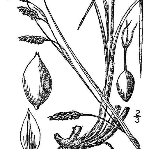 Carex Formosa