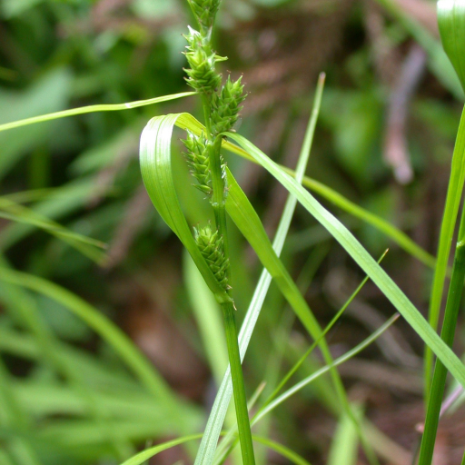 Carex Gibba
