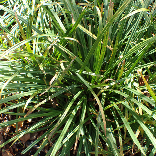 Carex Gracillima