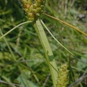 Carex Granularis
