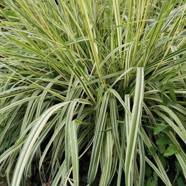 Carex Hachijoensis