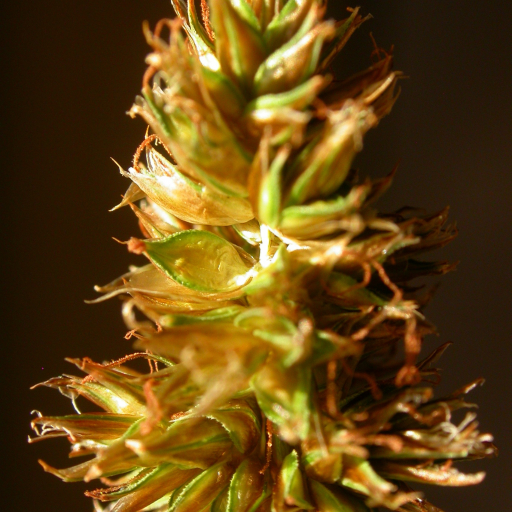 Carex Hoodii
