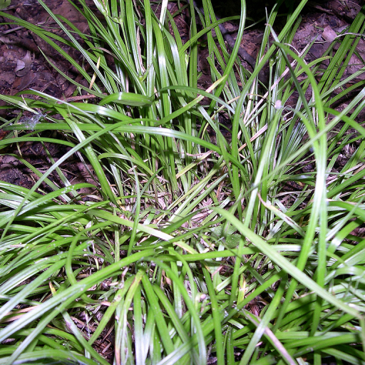 Carex Jamesii