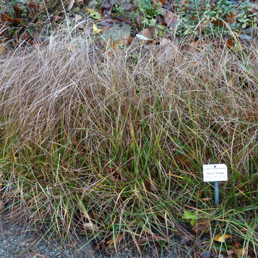Glossy-Fruited Sedge