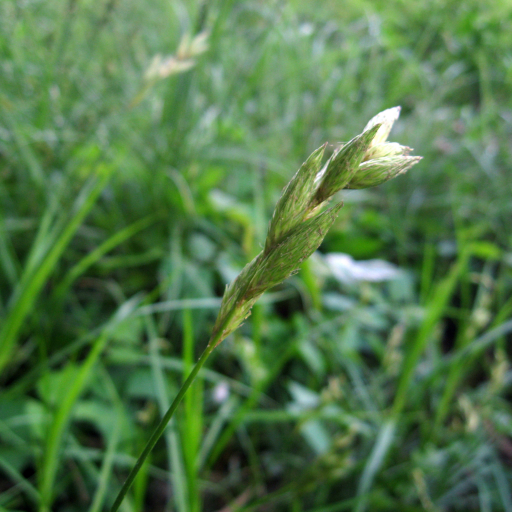 Carex Muskingumensis