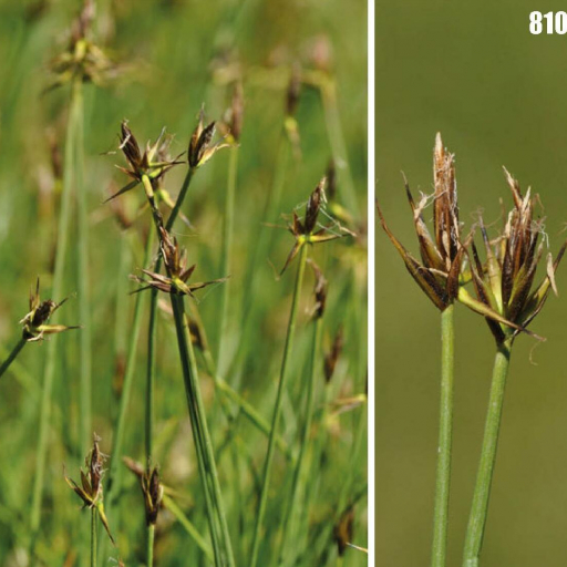 Carex Parva Care Guide: Water, Soil & Propagation - Plantiary