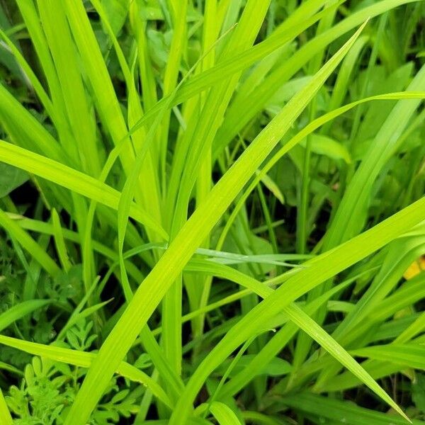Carex Shortiana
