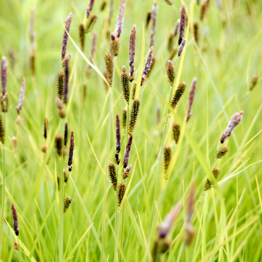 Carex Stricta