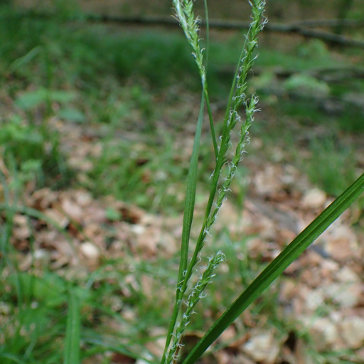 Carex Strigosa