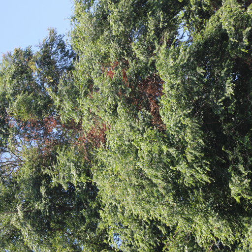Colombian Mahogany (Cariniana Pyriformis) Care Guide: Water, Soil ...