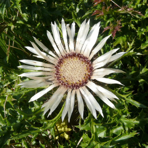Carlina Acaulis