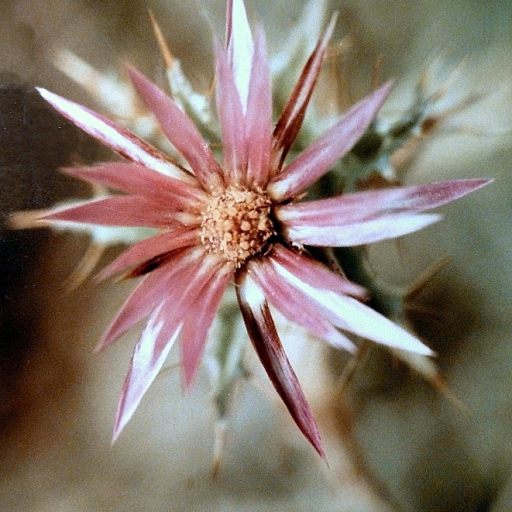 Carlina Lanata