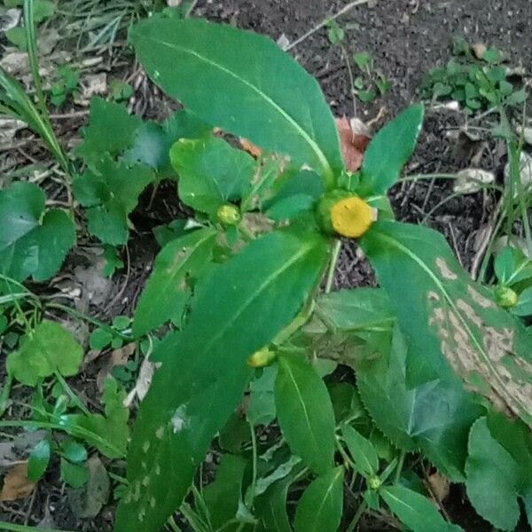 Carpesium Divaricatum