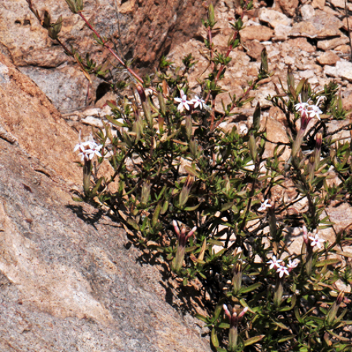 Carphochaete Bigelovii