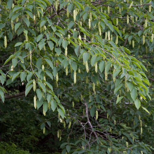 Carpinus Cordata