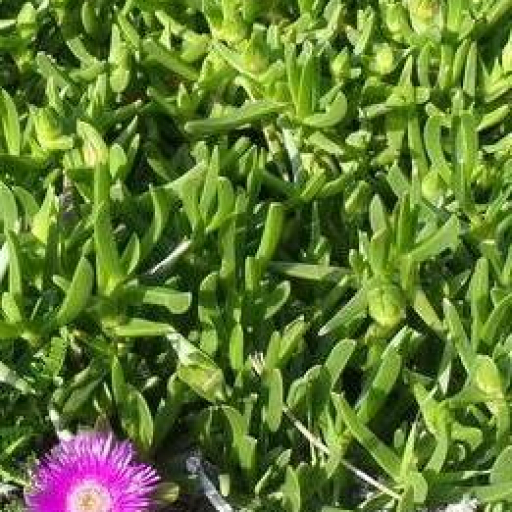 Carpobrotus Deliciosus