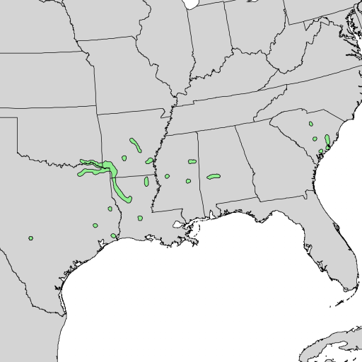 Carya Myristiciformis