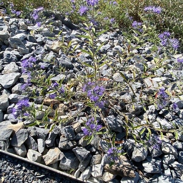 Caryopteris Clandonensis
