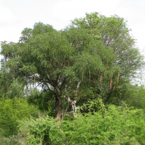 Cassia Abbreviata