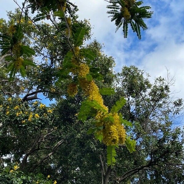 Cassia Ferruginea