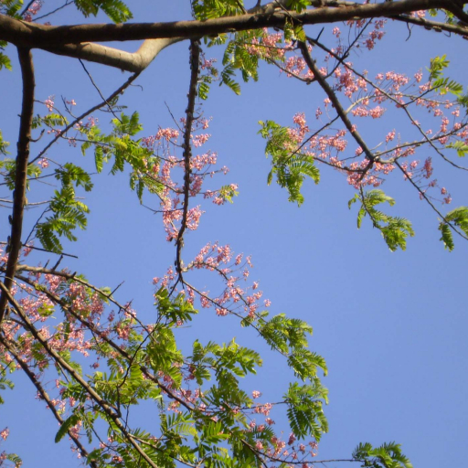 Pink Shower Tree (Cassia Grandis) Care Guide: Water, Soil & Propagation ...