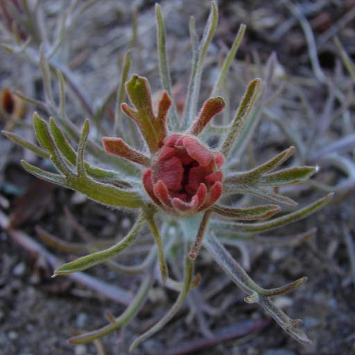 Castilleja Arachnoidea