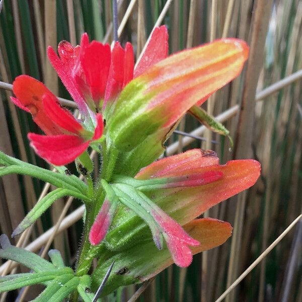 Castilleja Fissifolia