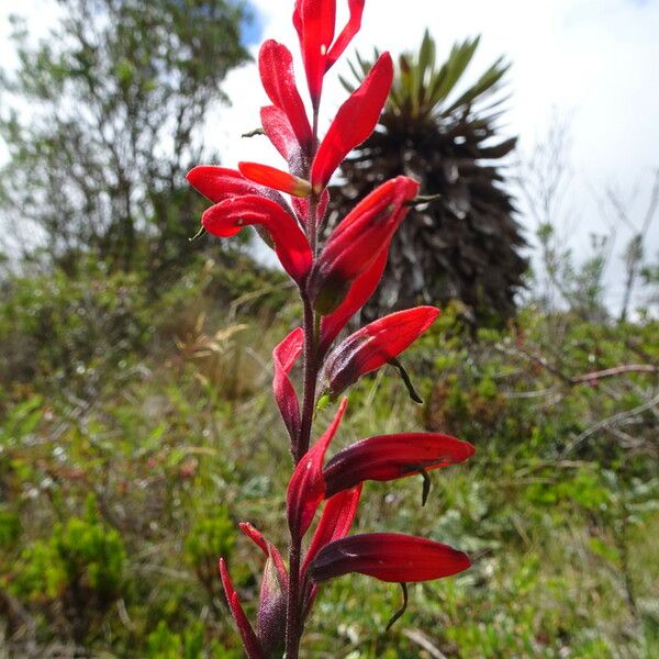 Castilleja Integrifolia