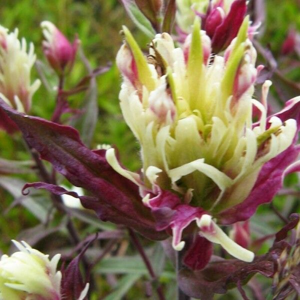 Castilleja Sulphurea