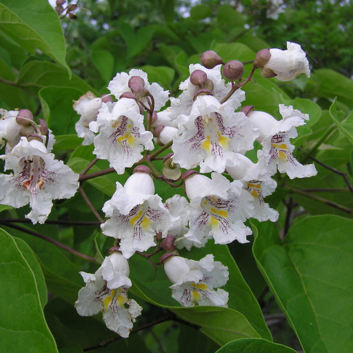 Catalpa Bignonioides