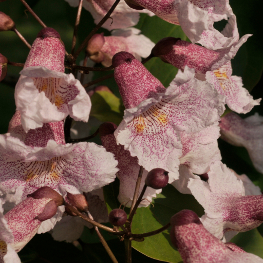 Catalpa Bungei