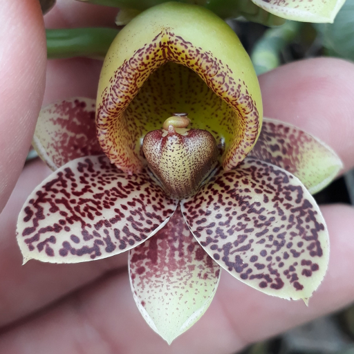 Catasetum Denticulatum