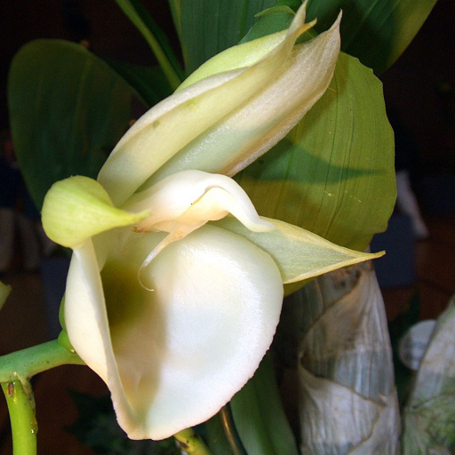 Catasetum Pileatum