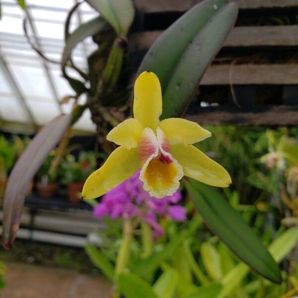 Cattleya Luteola