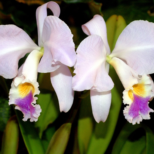 Cattleya Mendelii