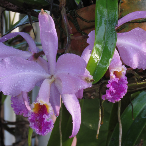 Cattleya Mossiae