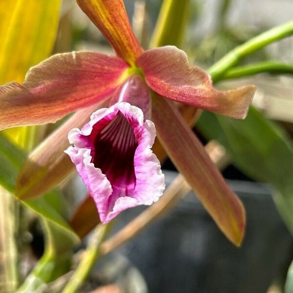 Cattleya Tenebrosa