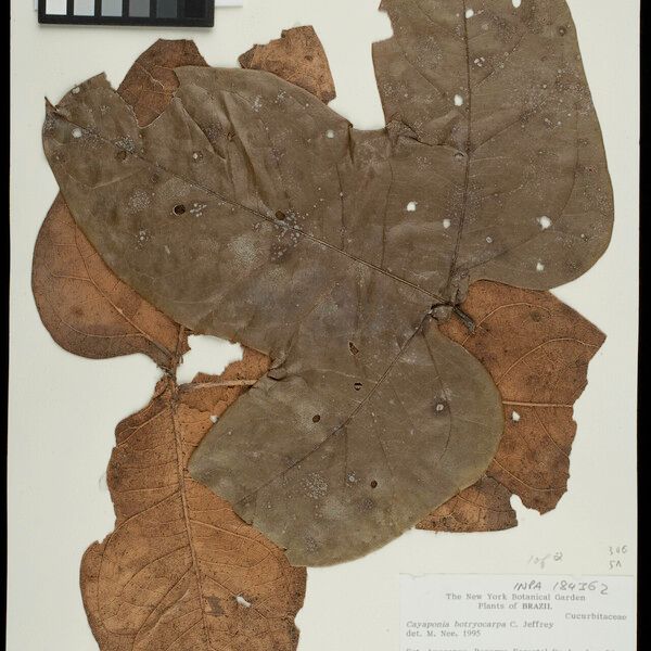 Cayaponia Caulobotrys