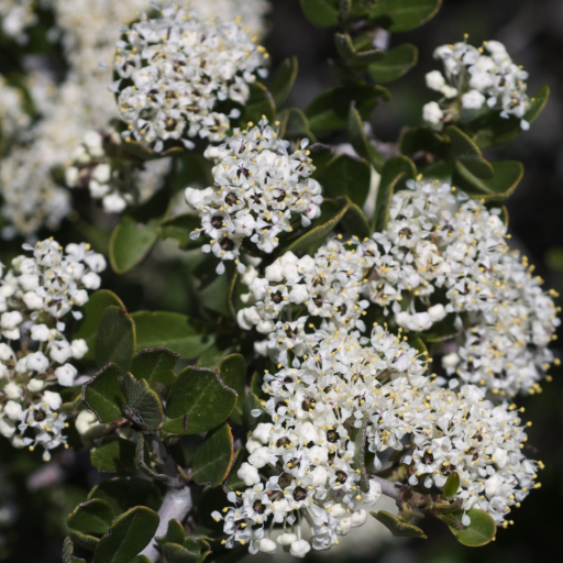 Ceanothus Cuneatus