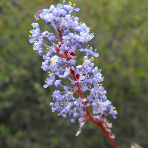 Ceanothus Tomentosus