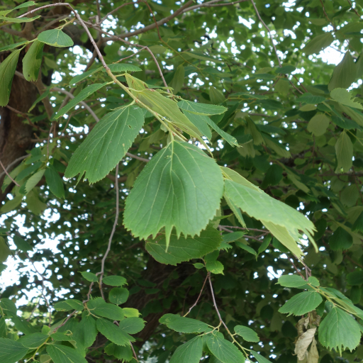 Celtis Koraiensis