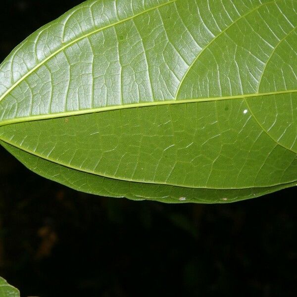Celtis Schippii