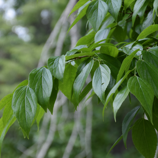 Celtis Tetrandra