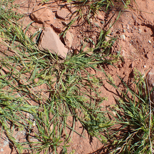 Cenchrus Longispinus