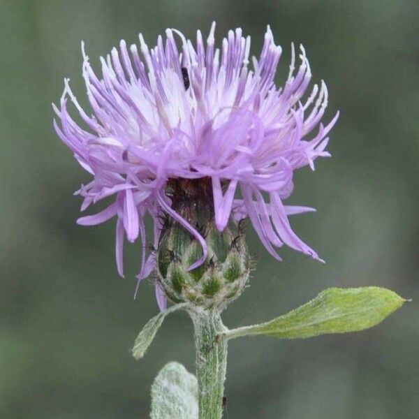 Centaurea Cuneifolia