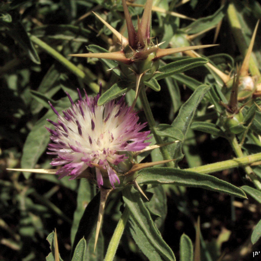 Centaurea Iberica